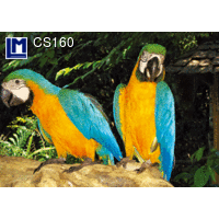 CS160 PARROTS Postcard BIRD ANIMAL